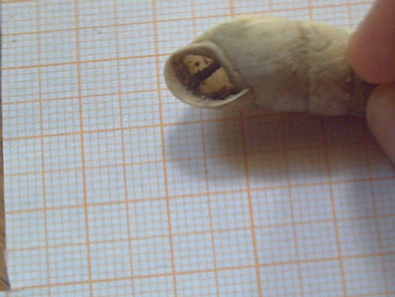 Fossili...o semplici molluschi recenti???
